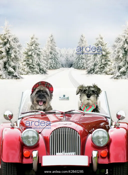 : Dogs - driving car through a snow scene : Dogs - driving car through a snow scene