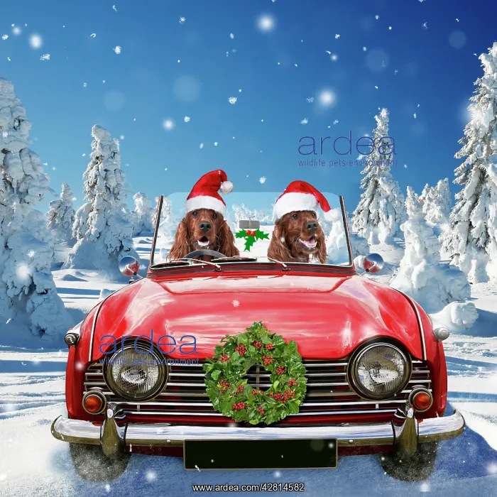 : Dogs driving car through winter scene Digital Manipulation : Dogs driving car through winter scene Digital Manipulation