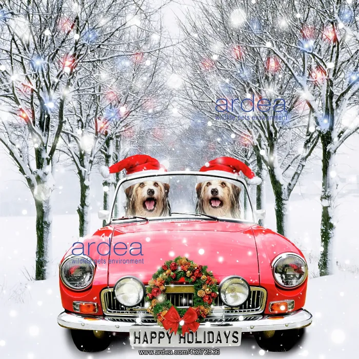 : Two dogs driving red sports car down snowy road in avenue of : Two dogs driving red sports car down snowy road in avenue of