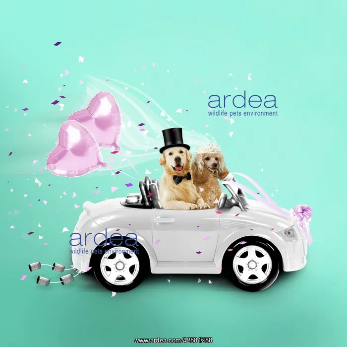 : Dogs driving wedding car
