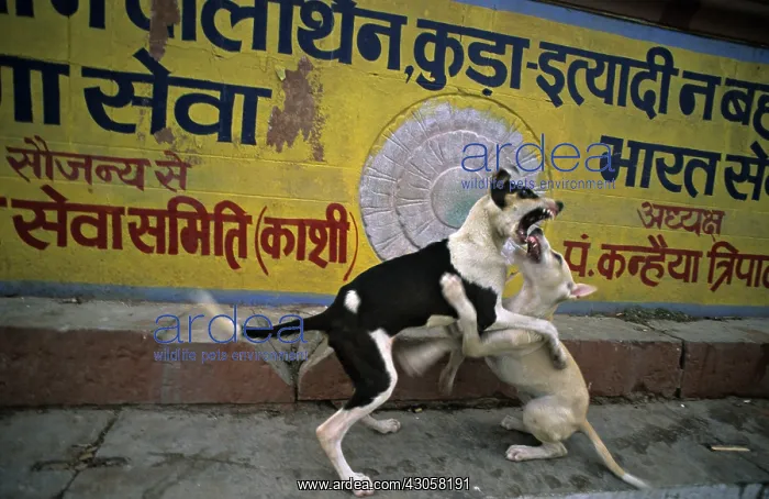  : Dogs fighting in the streets Varanaci India