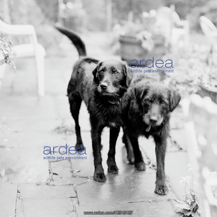 : Dogs - In garden : Dogs - In garden