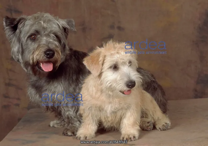 : Dogs - Glen of Imaal Terrier Dog : Dogs - Glen of Imaal Terrier Dog
