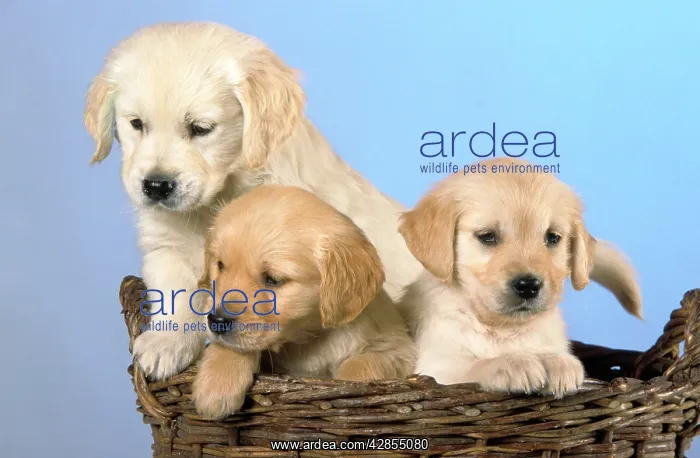  : Dogs - Golden Retriever puppies in basket