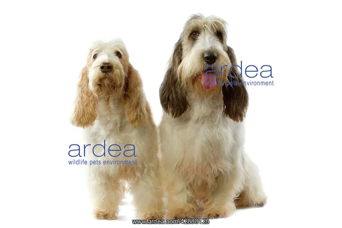 : Dogs - Grand Basset Griffon VendA en : Dogs - Grand Basset Griffon VendA en