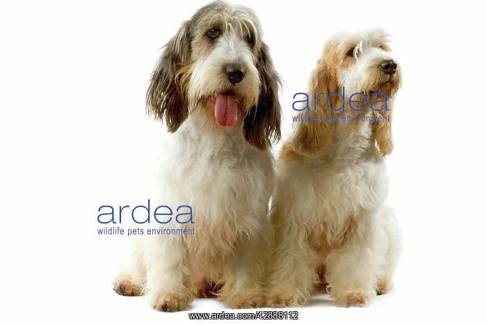  : Dogs - Grand Basset Griffon Vendeen