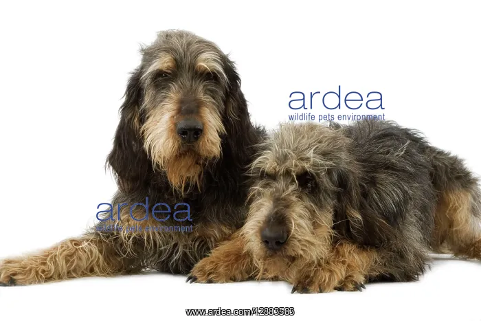 : Dogs - Griffon Nivernais - Pair lying down together : Dogs - Griffon Nivernais - Pair lying down together