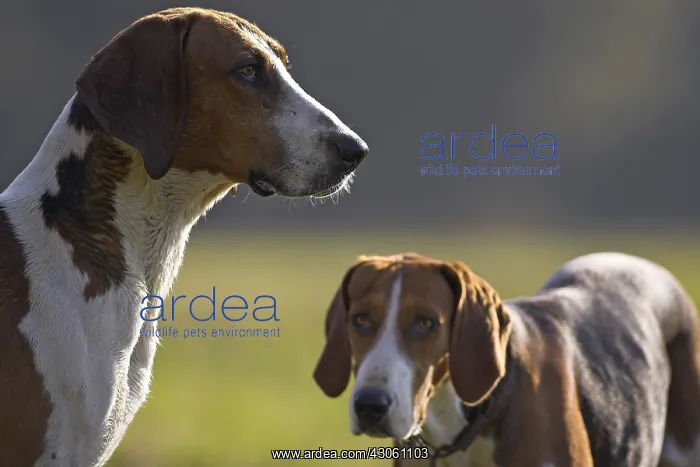 : Dogs hunting French tricolor howling France : Dogs hunting French tricolor howling France