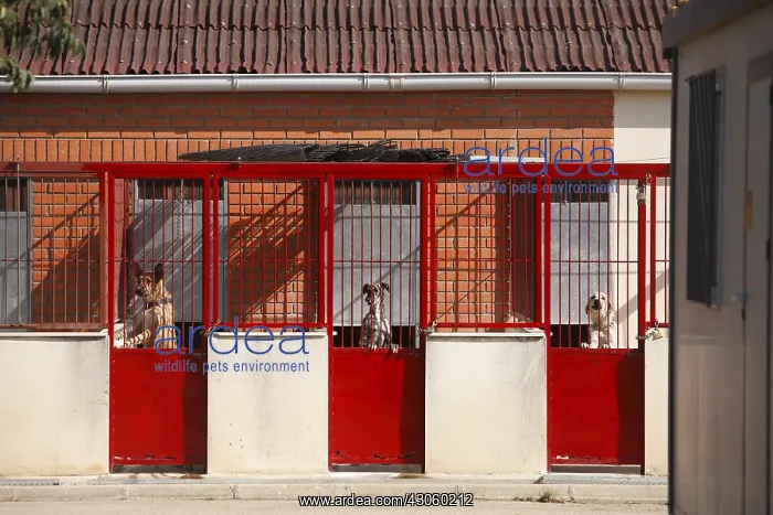 : Dogs impounded pending the killing Cuenca Spain : Dogs impounded pending the killing Cuenca Spain