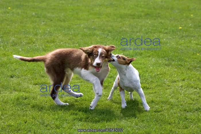 : Dogs - Jack Russell playing with Border Collie puppy : Dogs - Jack Russell playing with Border Collie puppy