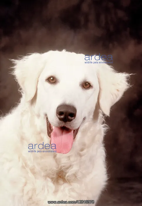  : Dogs - Kuvasz  /  Hungarian Kuvasz - close-up