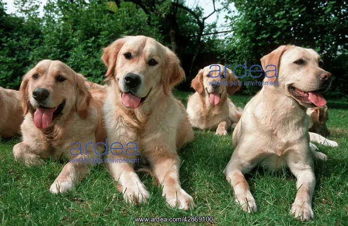 : DOGS - Labrador and Golden Retrievers lying in garden : DOGS - Labrador and Golden Retrievers lying in garden