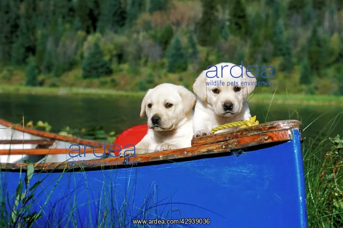  : Dogs - Labrador Retriever, two puppies together