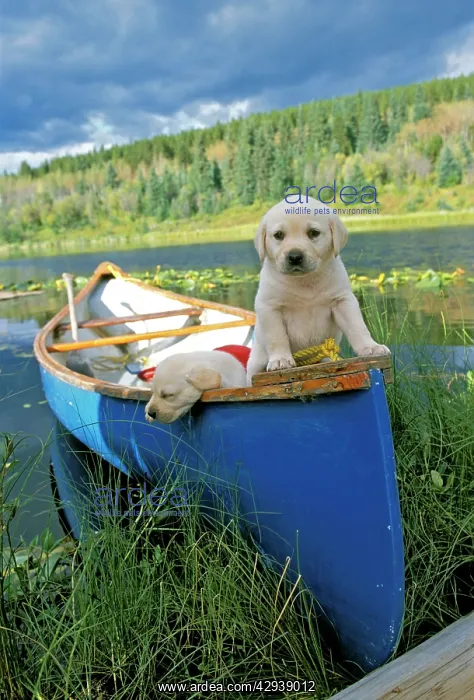 : Dogs - Labrador Retriever, two puppies in canoe : Dogs - Labrador Retriever, two puppies in canoe
