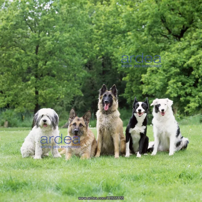 : Dogs - line of dog breeds : Dogs - line of dog breeds