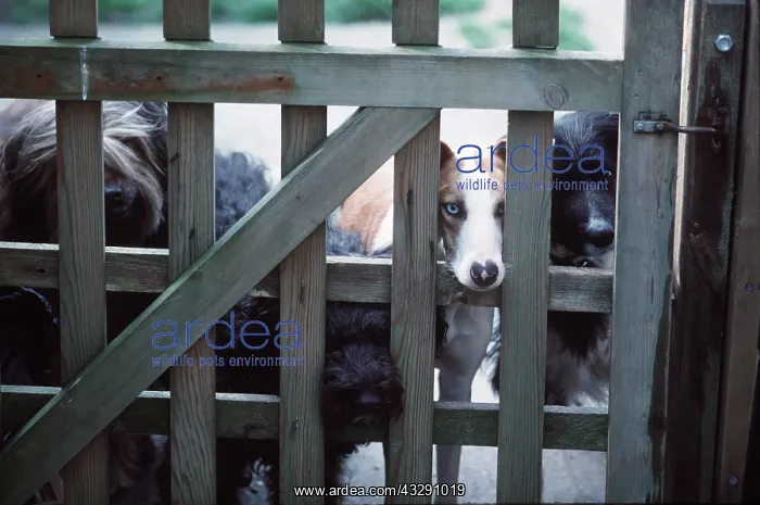 : DOGS - Looking through gate : DOGS - Looking through gate
