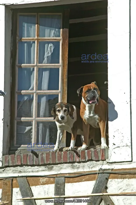 : Dogs looking out of open window waiting for owner : Dogs looking out of open window waiting for owner