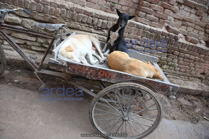 : Dogs in the luggage of a tricycle Varanasi India : Dogs in the luggage of a tricycle Varanasi India