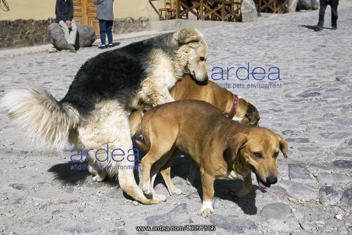  : Dogs mating in a street Ollantaytambo Peru