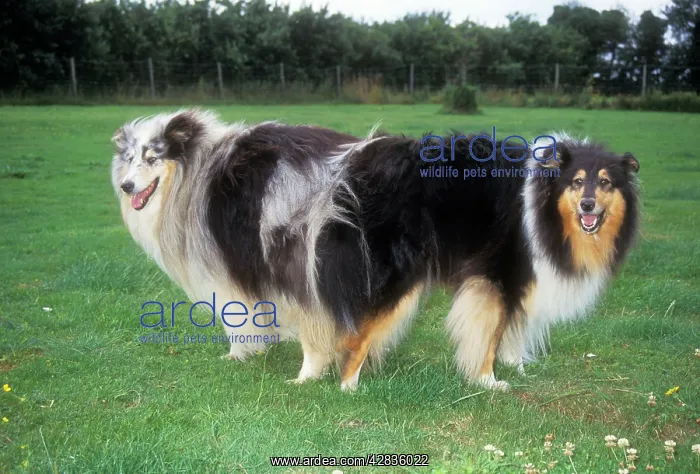 : DOGS - mating, tied : DOGS - mating, tied