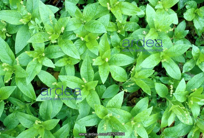 : Dog's Mercury : Dog's Mercury