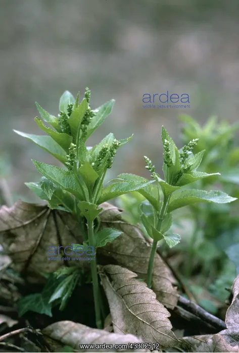 : DOG'S MERCURY : DOG'S MERCURY