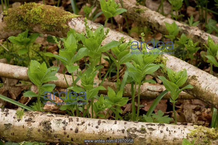 : Dog's mercury in flower in old woodland, growing : Dog's mercury in flower in old woodland, growing
