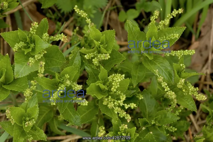 : Dog's mercury in flower. Old woodland indicator plant : Dog's mercury in flower. Old woodland indicator plant