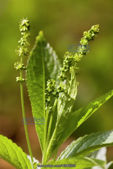 : Dog's Mercury Mercurialis perennis in flower, in : Dog's Mercury Mercurialis perennis in flower, in