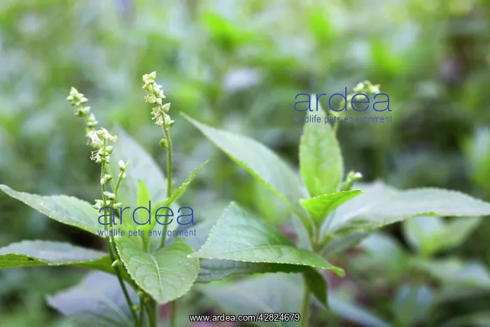 : Dog's Mercury - Spring : Dog's Mercury - Spring