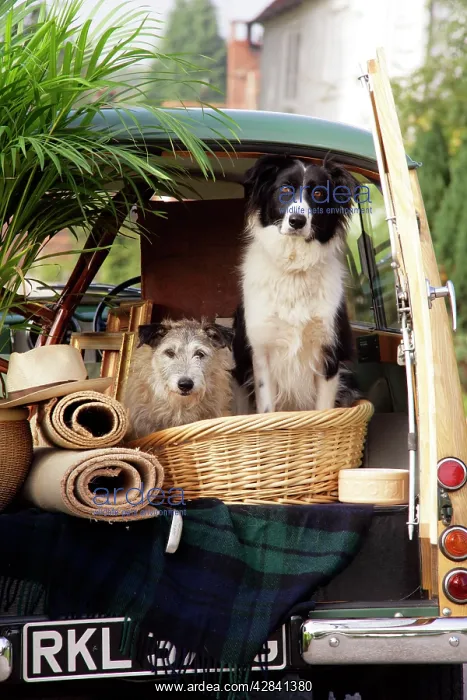 : Dogs - in back of Morris Minor Traveller 1969 during : Dogs - in back of Morris Minor Traveller 1969 during