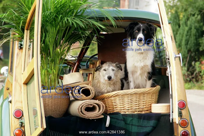 : Dogs - in back of Morris Minor Traveller 1969 during : Dogs - in back of Morris Minor Traveller 1969 during