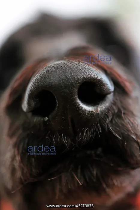 : Dog's nose, King Poodle : Dog's nose, King Poodle