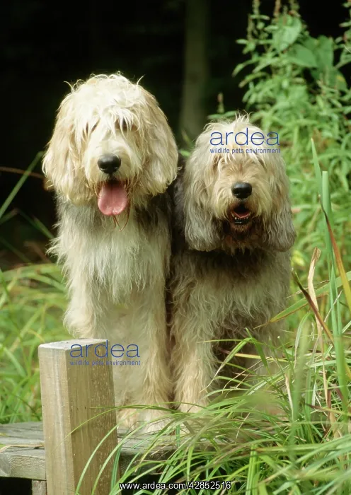 : Dogs - Otterhound Dogs sitting together : Dogs - Otterhound Dogs sitting together