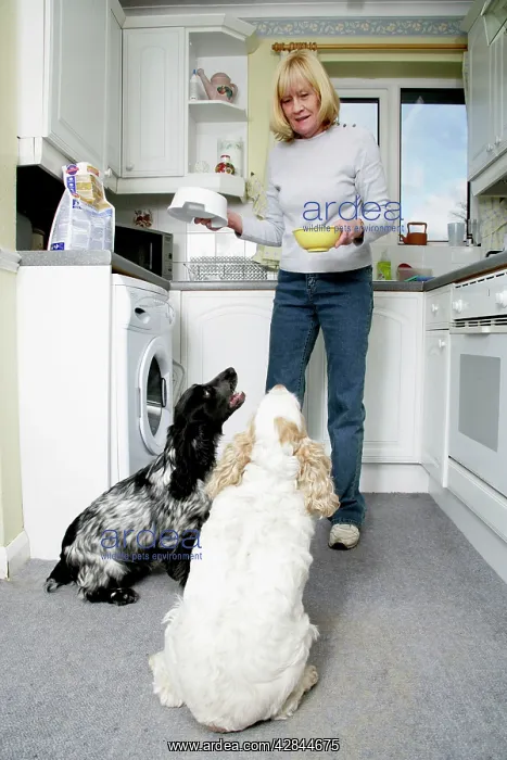 : Two dogs together with owner - competing for dried : Two dogs together with owner - competing for dried