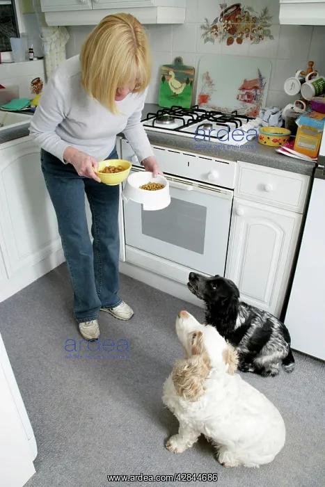 : Two dogs together with owner - competing for dried : Two dogs together with owner - competing for dried