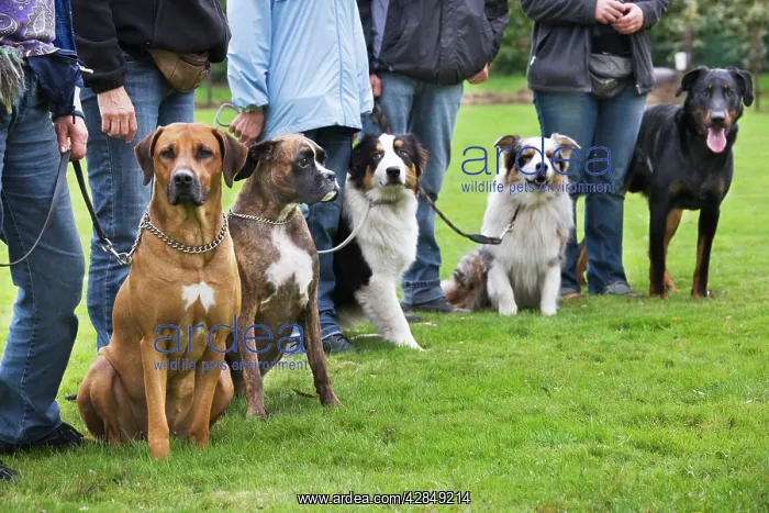  : Dogs - with owners at dog training school