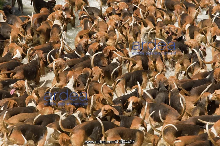  : Dogs - pack of hounds hunting