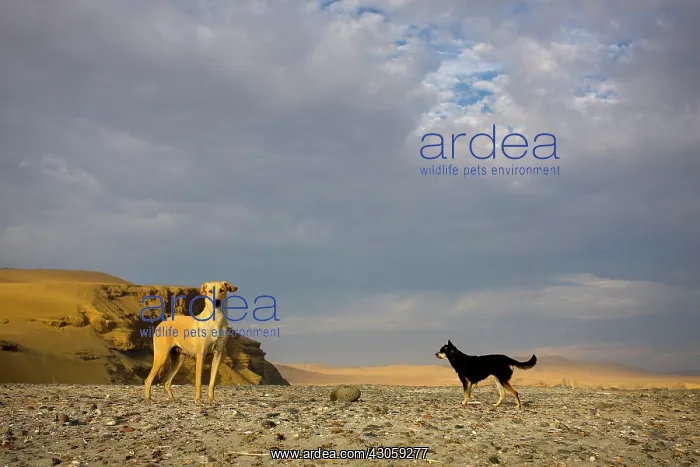 : Dogs in the Paracas National Reserve Peru : Dogs in the Paracas National Reserve Peru