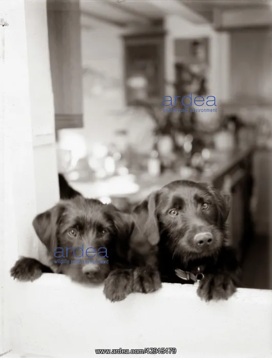 : Dogs - Peering from kitchen window : Dogs - Peering from kitchen window