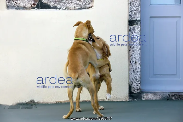 : Dogs - play fighting - Stray : Dogs - play fighting - Stray