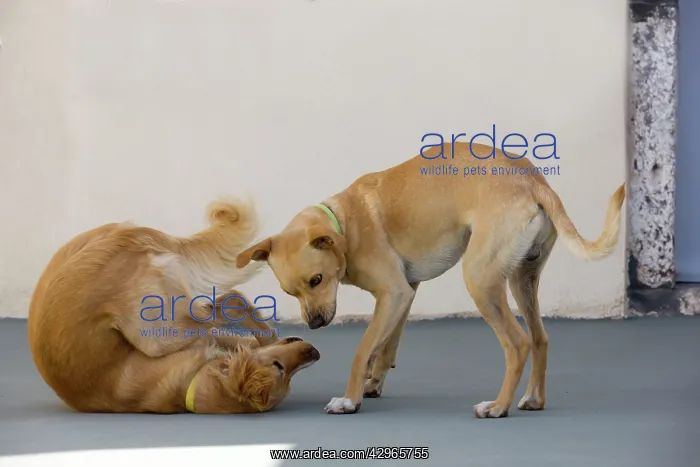 : Dogs - play fighting - Stray : Dogs - play fighting - Stray