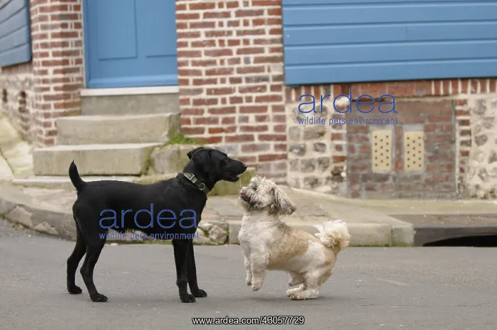 : Dogs playing in an alley in Yport France : Dogs playing in an alley in Yport France
