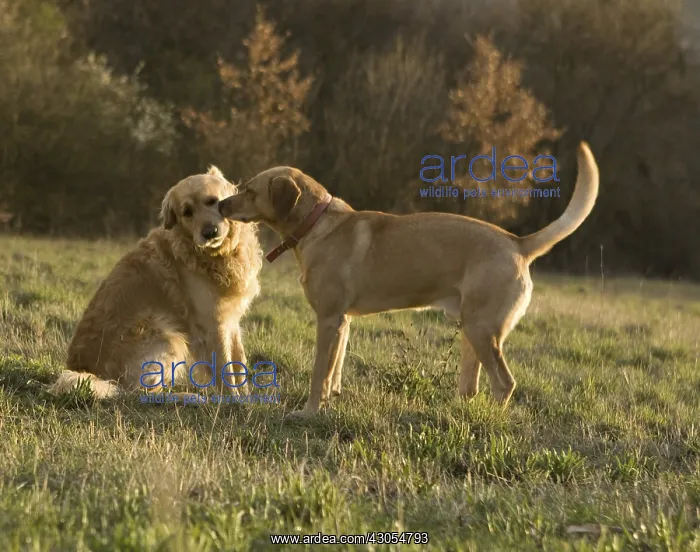 : Two dogs playing France : Two dogs playing France