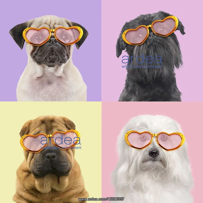 : Dogs, Pug, Brussels Griffon, Shar Pei and Coton : Dogs, Pug, Brussels Griffon, Shar Pei and Coton