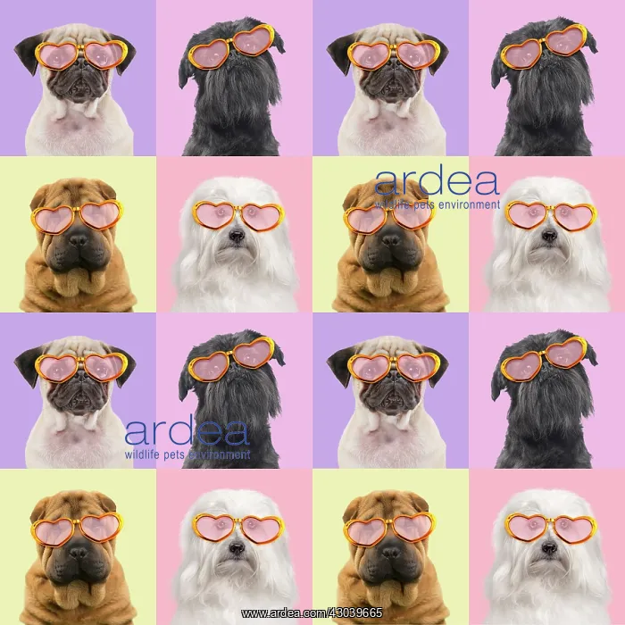 : Dogs, Pug, Brussels Griffon, Shar Pei and Coton : Dogs, Pug, Brussels Griffon, Shar Pei and Coton