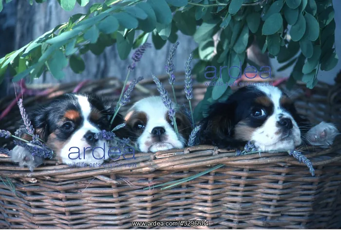 : DOGS - Puppies, In Basket with Lavender : DOGS - Puppies, In Basket with Lavender