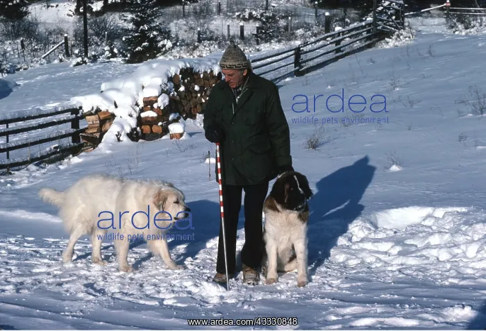 : DOGS - Pyrenean Mountain Dog and St Bernard with owner : DOGS - Pyrenean Mountain Dog and St Bernard with owner
