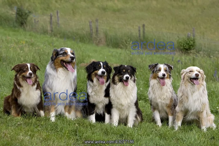 : Dogs race Australian Shepherd sitting in the grass France : Dogs race Australian Shepherd sitting in the grass France
