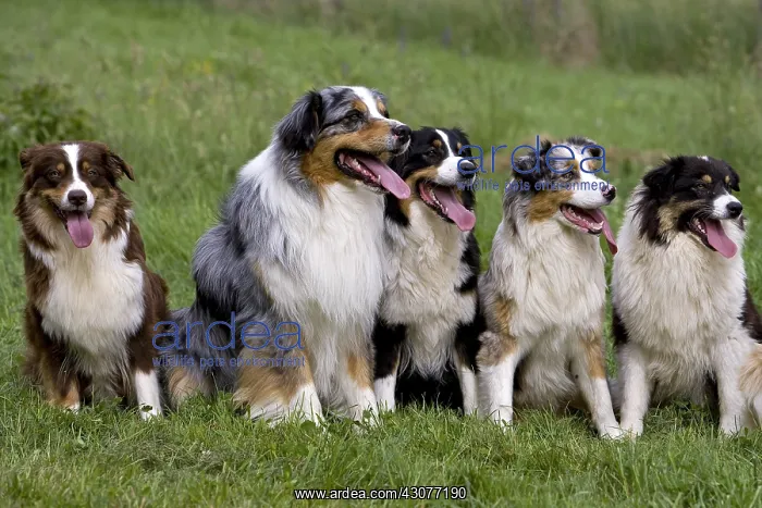 : Dogs race Australian Shepherd sitting in the grass France : Dogs race Australian Shepherd sitting in the grass France